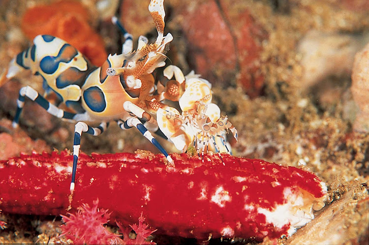Harlequin shrimp found in the waters of Thailand.