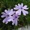 Emerald Blue Creeping Phlox