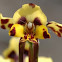 Leopard orchid