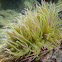 Snakelocks anemone