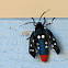 Polka-Dot Wasp Moth