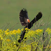 Long-tailed widowbird