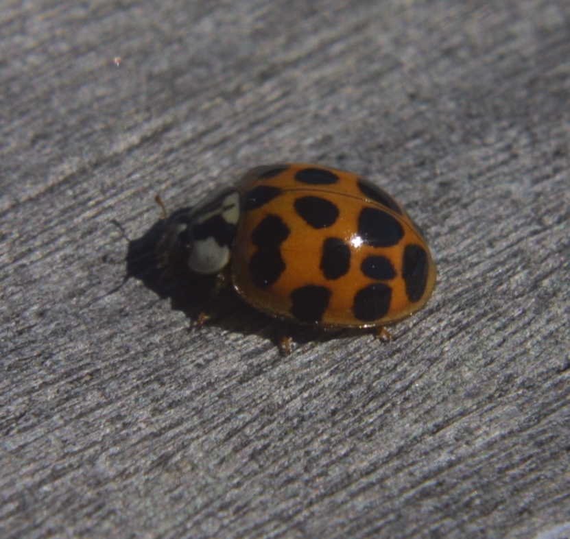 Multicolored Asian Lady Beetle