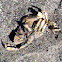 Crab (Dead)