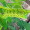 Tomato Horn Worm