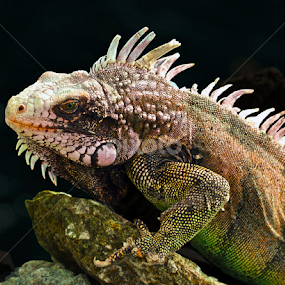 Guardian of the Coast by Peter Kennett - Animals Reptiles