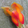 Lepanthes mini orchid