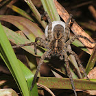 Wolf spider (with egg sac)