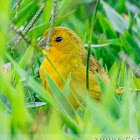 Saffron Finch