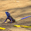 Blue Headed Tree Agama