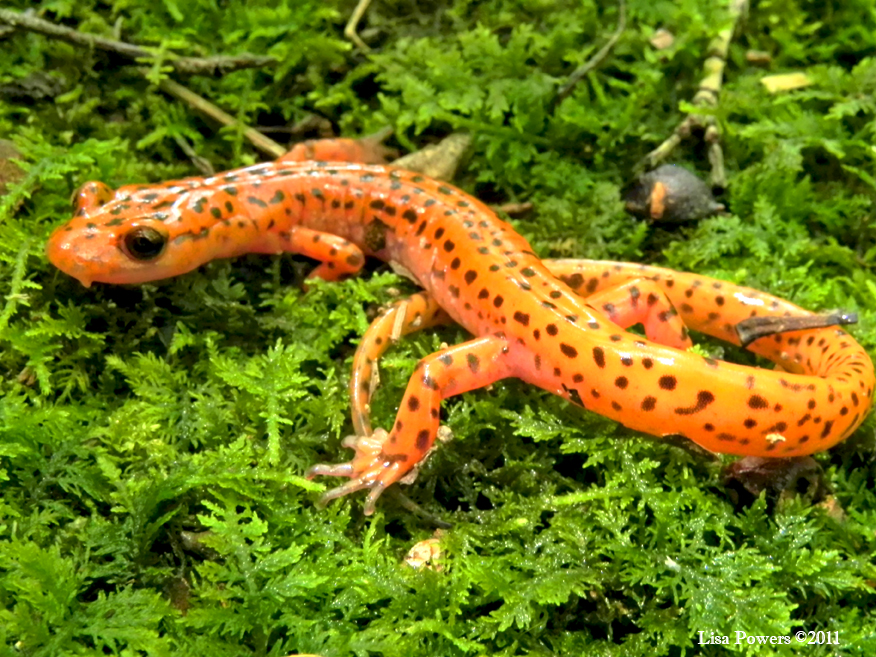 Cave Salamander Project Noah