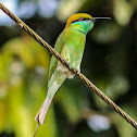 Green Bee eater