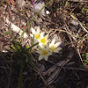 Crow poison, false garlic