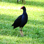 Purple Swamphen