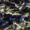 Half Blue Damselfish