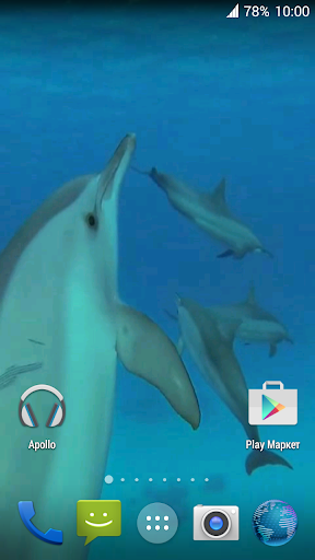 Dolphins. Live Video Wallpaper