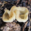 Common Dung Cup Mushroom