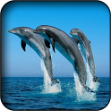 Dolphins wallpapers icon
