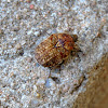 Brown Fruit Chafer Beetle