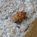 Brown Fruit Chafer Beetle