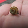 Two-Ridge Ram's Horn Snail