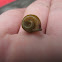Two-Ridge Ram's Horn Snail