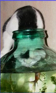 Cat gone fishing Live WP Screenshots 0