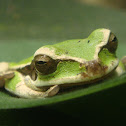 Masked Frog