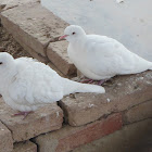 Release Dove or White Dove