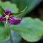 Western Trillium