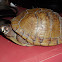 three-toed box turtle
