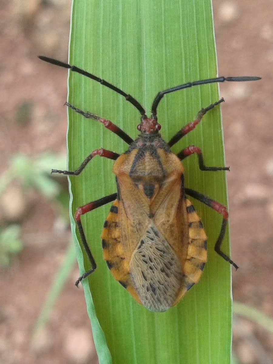 Coreid Bug/Giant Leaf-Footed Bug