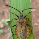 Coreid Bug/Giant Leaf-Footed Bug