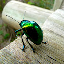 Green Leaf Beetle