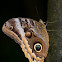 Gold-edged Owl Butterfly