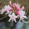 Wild Azalea