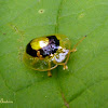 Golden ringed tortoise beetle
