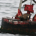 California Sea Lion