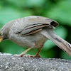 Yellow-billed Babbler