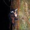 Common Opossum