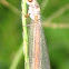 lacewing