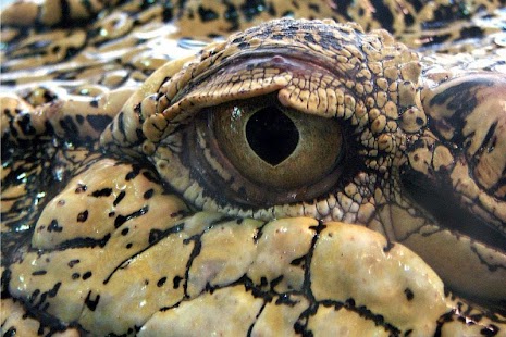 Lastest Crocodiles Wallpaper APK for Android