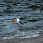 Great Black-backed Gull