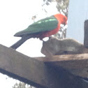King parrot (male)