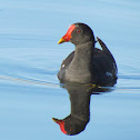 Common Moorhen