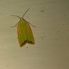 Cupreous Bollworm moth
