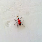 Insect red stink bug