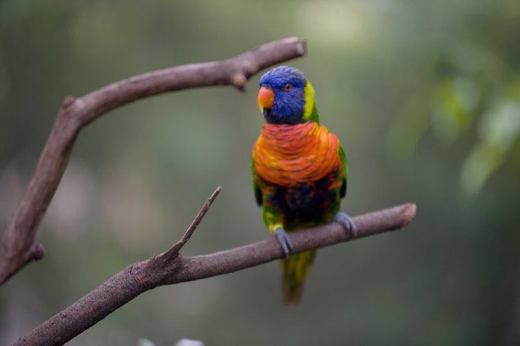 A bird at Lowry Park Zoo in Tampa, Florida.