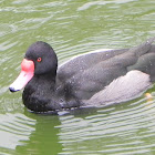 Rosy-Billed Pochard