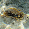Clumpy Nudibranch